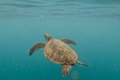 GPTempDownload-scaled